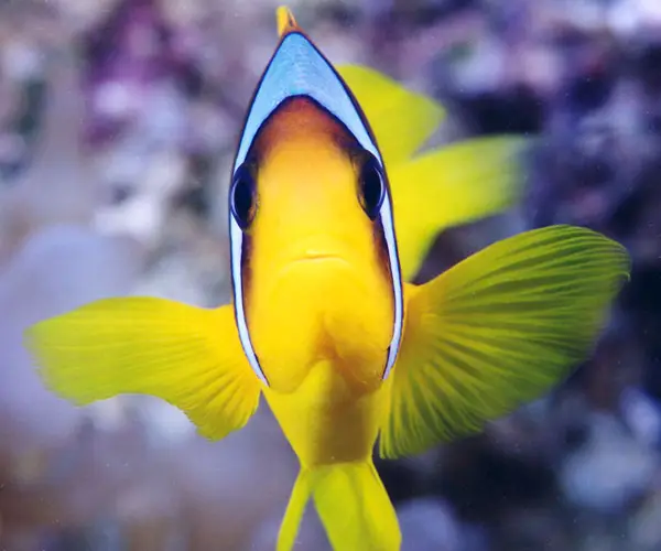 Red Sea anemonefish (Amphiprion bicinctus)