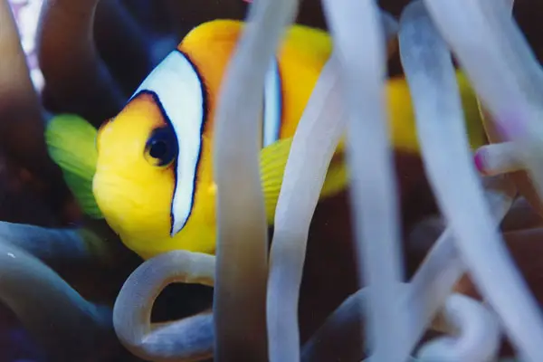 Red Sea anemonefish (Amphiprion bicinctus)