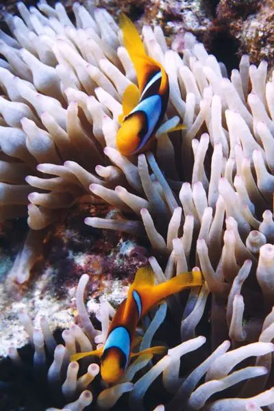 Red Sea anemonefish (Amphiprion bicinctus)