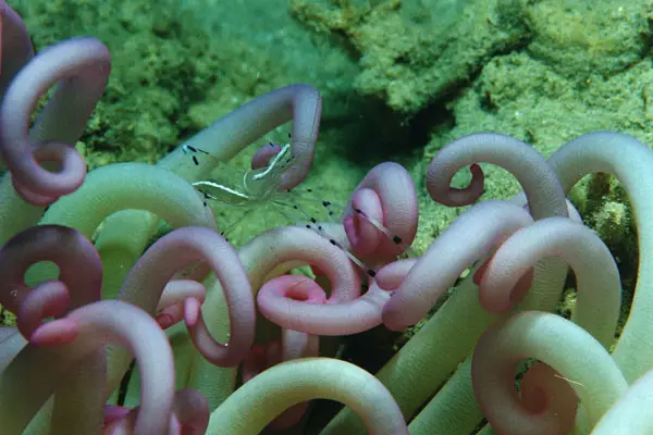 Rotmeer-Partnergarnele (Periclimenes longicarpus)