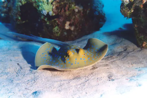 Blaupunktrochen (Taeniura lymma)