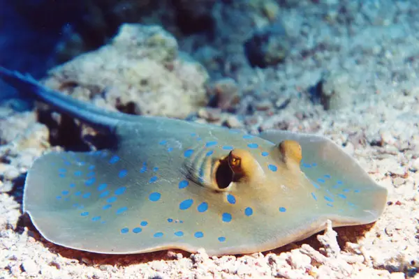 Blaupunktrochen (Taeniura lymma)