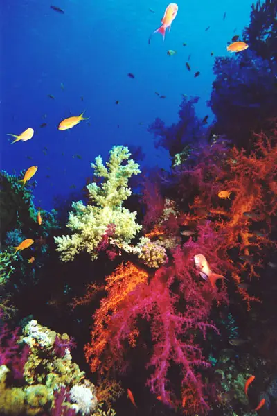 Buntes Korallenriff