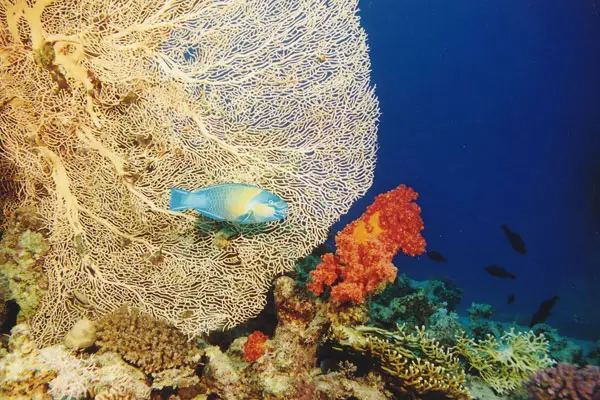 Rostkopf-Papageifisch (Scarus ferrugineus)