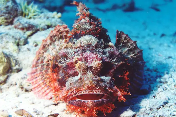 Bärtiger Drachenkopf (Scorpaenopsis barbata)