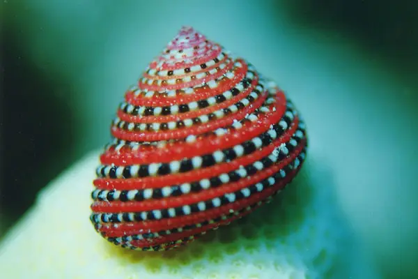 Erdbeer-Spitzkreiselschnecke (Clanculus pharaonius)