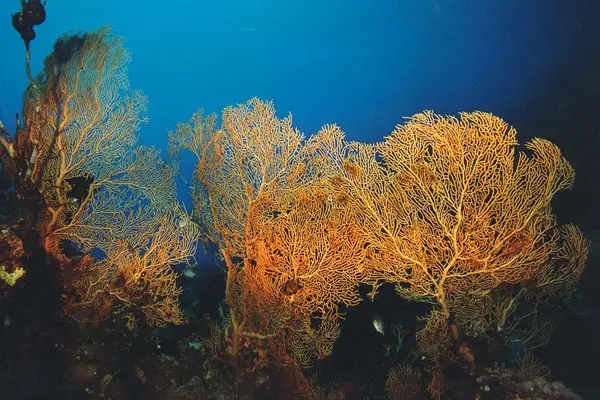 Riesen-Fächerkoralle (Annella mollis)