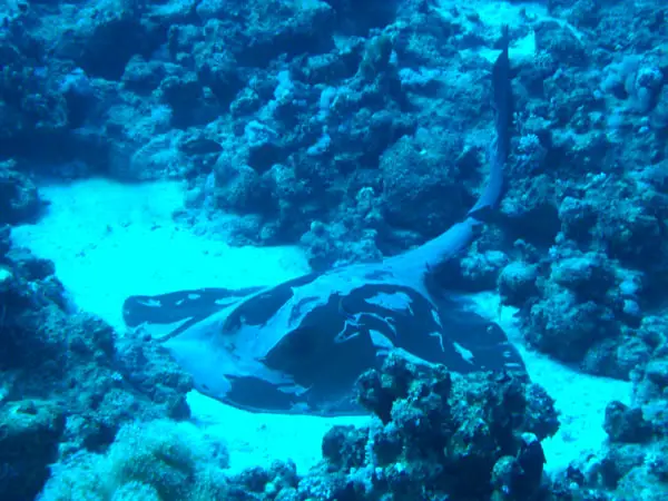 Federschwanz-Stechrochen (Pastinachus sephen)