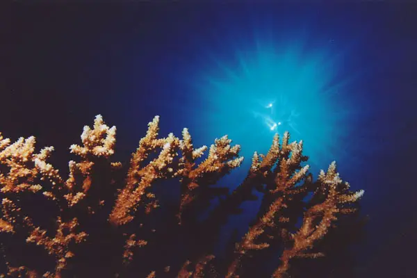 Pharao-Geweihkoralle (Acropora pharaonis)