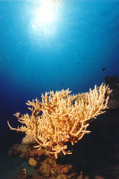 Hemprichs Geweihkoralle (Acropora microclados)