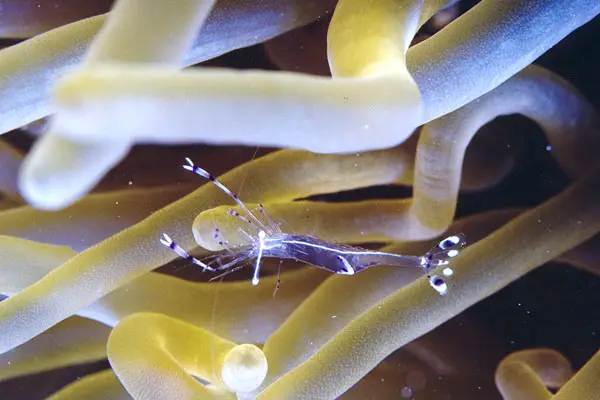 Rotmeer-Partnergarnele (Ancylomenes longicarpus)