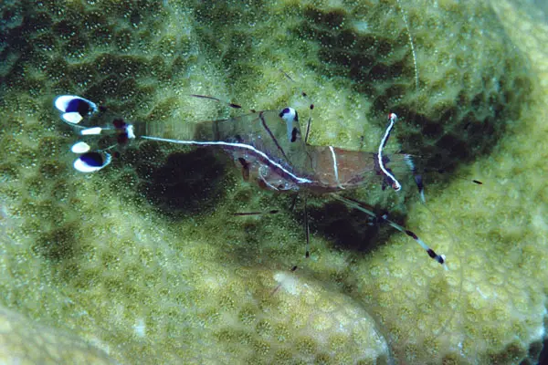 Rotmeer-Partnergarnele (Ancylomenes longicarpus)