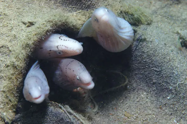 Graue Muräne (Siderea grisea)