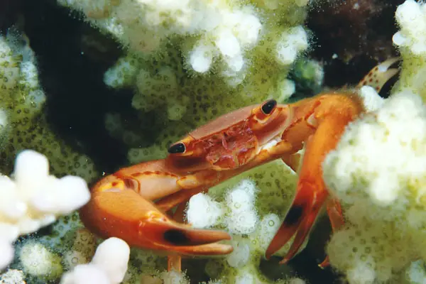 Braune Korallenkrabbe (Tetralia cavimana)