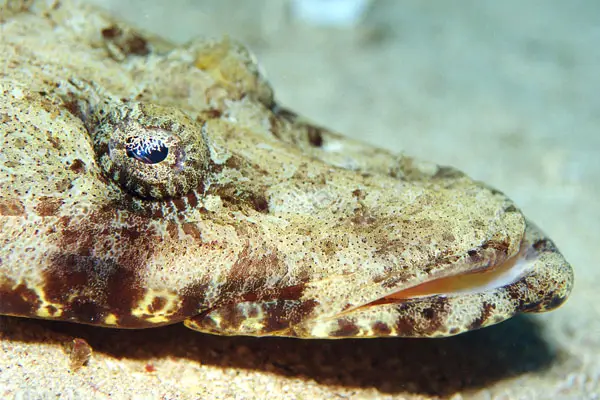Teppich-Krokodilfischs (Papilloculiceps logiceps)