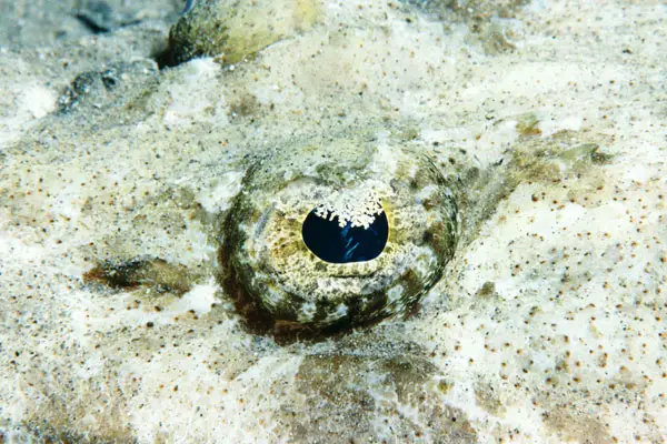 Auge eines Teppich-Krokodilfischs (Papilloculiceps logiceps)