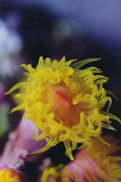 Krustenanemone (Zoanthidea)