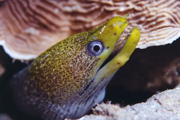 Marmormuräne (Gymnothorax undulatus)