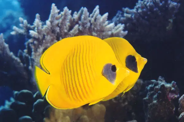 Masken-Falterfisch (Chaetodon semilarvatus)