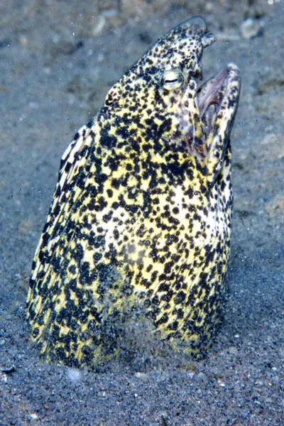 Marmorschlangenaal (Callechelys marmoratus)