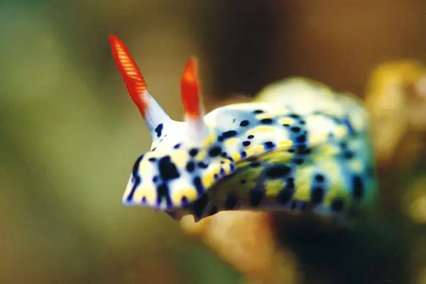 Feuer-Hypselodoris (Hypselodoris infucata)