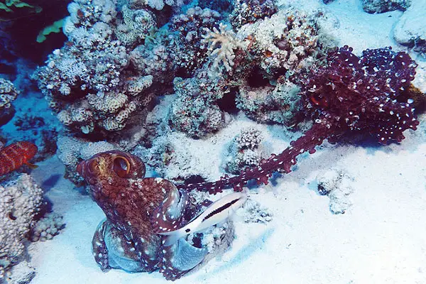 Roter Krake (Octopus cyaneus)