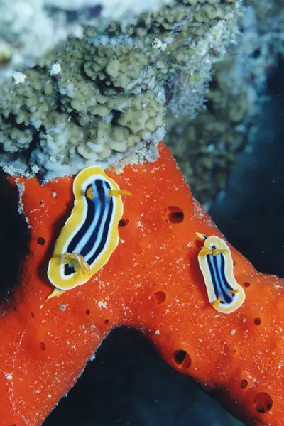 Pyjama-Chromodoris (Chromodoris quadricolor)