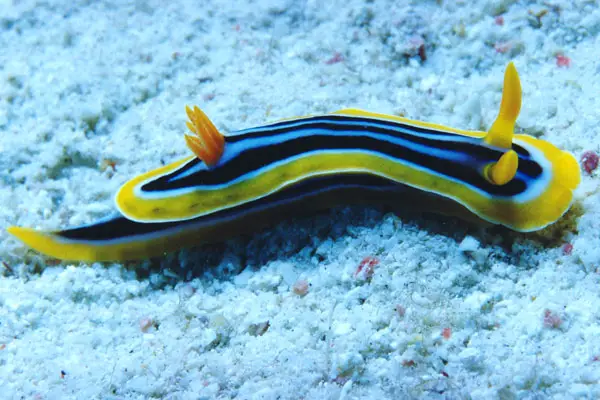 Pyjama-Chromodoris (Chromodoris quadricolor)