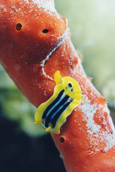 Pyjama-Chromodoris (Chromodoris quadricolor)