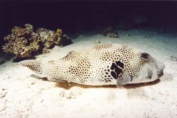 Riesen-Kugelfisch (Arothron stellatus)