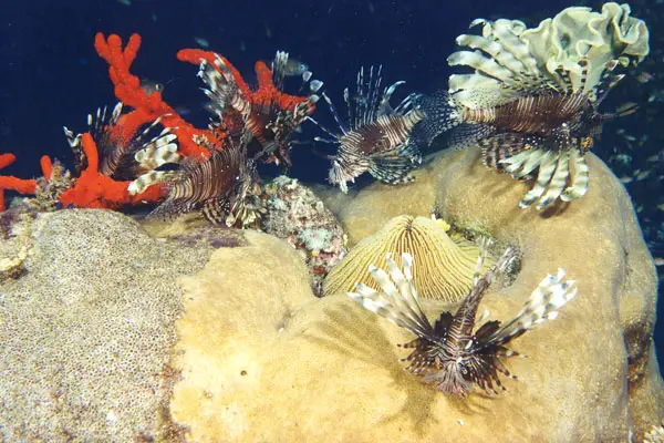 Gewöhnlicher Rotfeuerfisch (Pterois volitans)