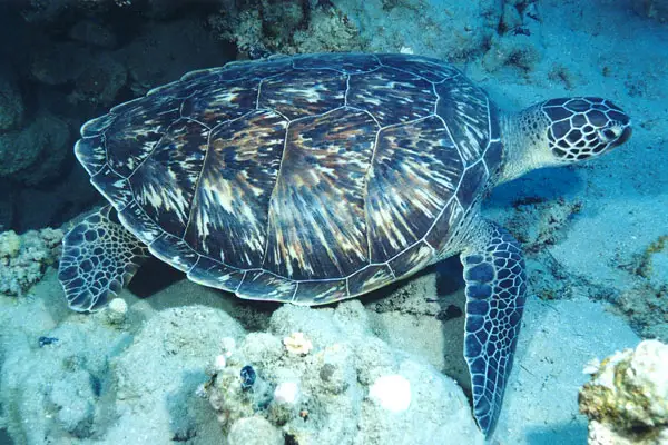 Grüne Meeresschildkröte (Chelonia mydas)