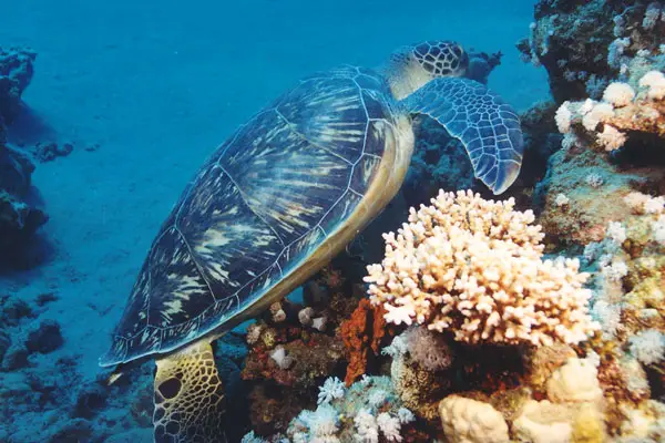 Grüne Meeresschildkröte (Chelonia mydas)