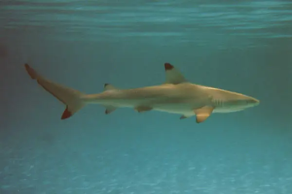 Schwarzspitzen-Riffhai (Carcharhinus melanopterus)