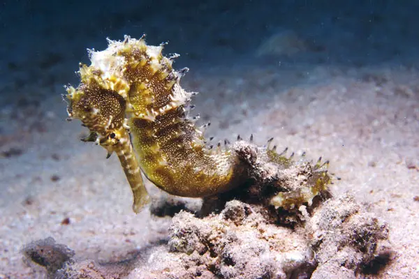 Dorniges Seepferdchen (Hippocampus jayakari)
