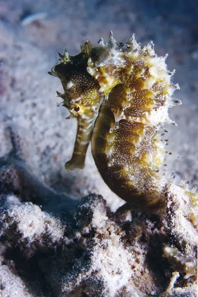 Dorniges Seepferdchen (Hippocampus jayakari)