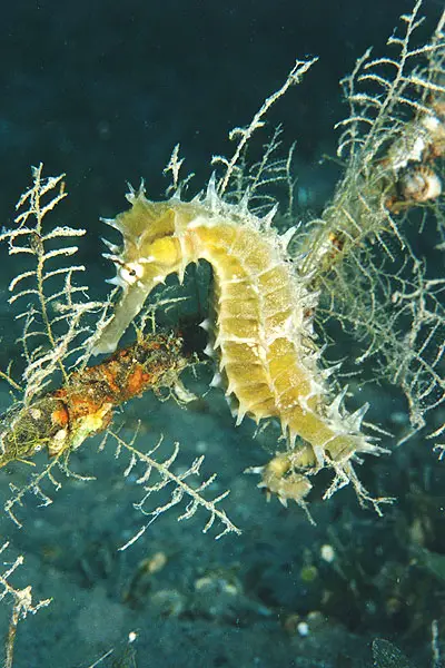 Dorniges Seepferdchen (Hippocampus jayakari)