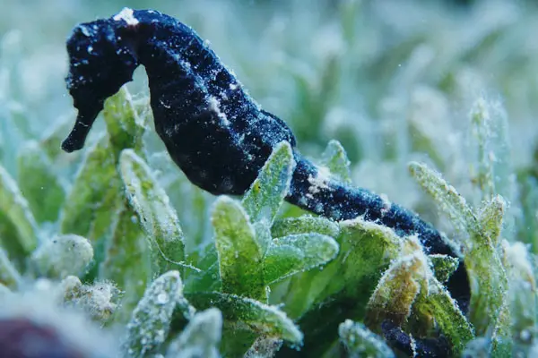 Geflecktes Seepferdchen (Hippocampus fuscus)