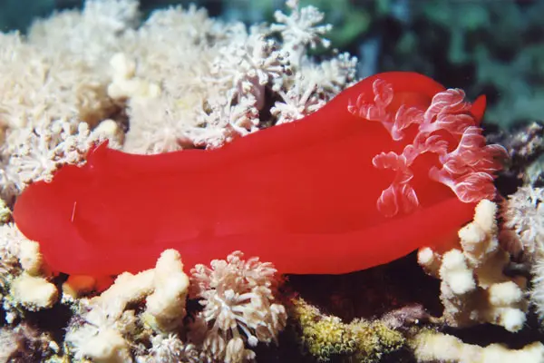 Spanische Tänzerin (Hexabranchus sanguineus)
