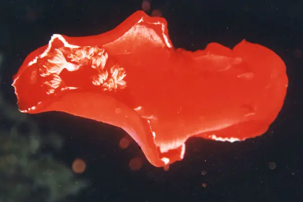 Spanische Tänzerin (Hexabranchus sanguineus)