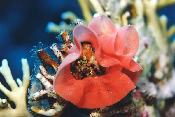 Gelege der Spanischen Tänzerin (Hexabranchus sanguineus)