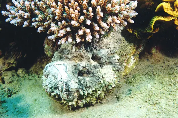 Steinfisch (Synanceia verrucosa)