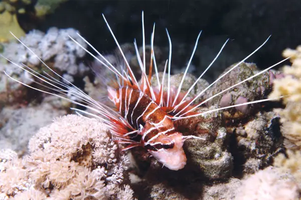 Strahlen-Feuerfisch (Pterois radiata)