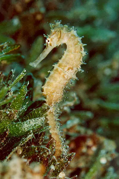 Dorniges Seepferdchen (Hippocampus jayakari)
