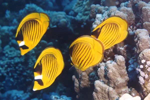 Tabak-Falterfisch (Chaetodon fasciatus)