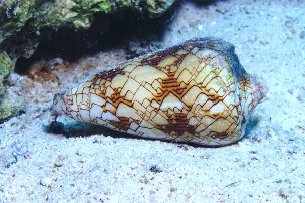 Textile Kegelschnecke (Conus textile)