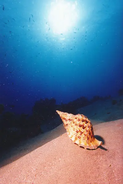 Großes Tritonshorn (Charonia tritonis)